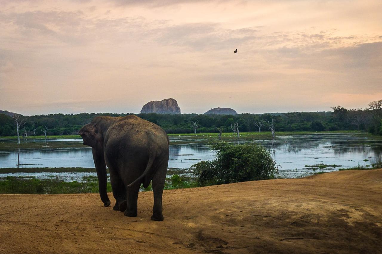 Hotel Royal Safari ソーラハ エクステリア 写真